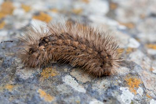 Arctiinae